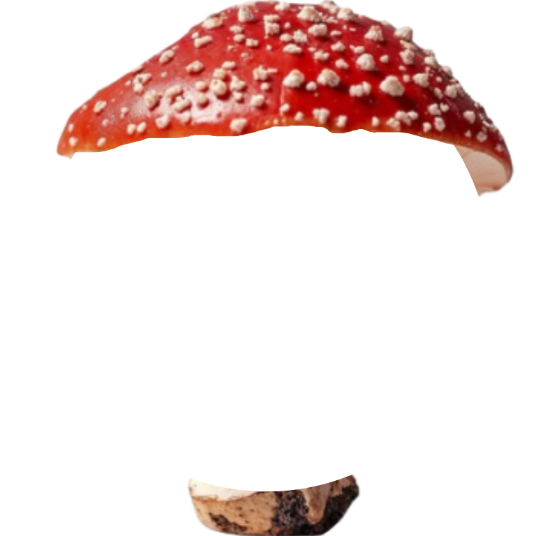 red mushroom Decoration